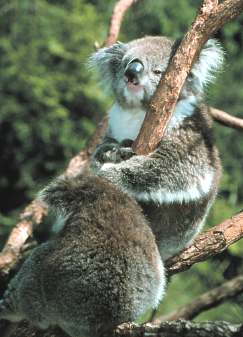 Koalas lounge in SE Australia